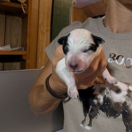 Purple Collar - Blue mottled female Australian Cattle Dog puppy in Bucyrus, Missouri from Piney River Cattle Dogs