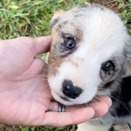 Rocky - Blue merle and white male Cardigan Welsh Corgi puppy in Rexburg, Tennessee from Corgi Gardens