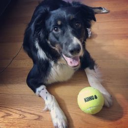 Australian Shepherd All Grown Up from K & R Australian Shepherds