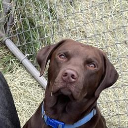 Ace - Labrador Retriever