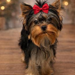 Penny - Blue and gold female Yorkshire Terrier puppy in California from Yorkie & Maltese Royalty