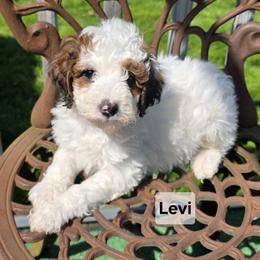 Levi - Parti male Goldendoodle puppy in Shelby Township, Michigan from Shelby Doodles MI LLC