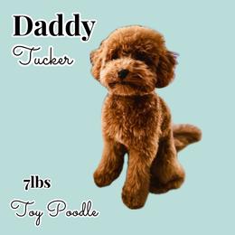 Tucker - Poodle