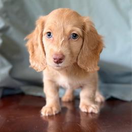 Eloise - Red female Dachshund puppy in Greenfield Center, New York from Ridgeview Springers & Dachshunds