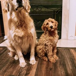 Goldendoodle, Labradoodle, Poodle, and Saint Berdoodle Puppies from Dent’s Doodles