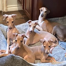 Italian Greyhounds from The Breeder's Assistant