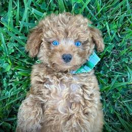 Aussiedoodle and Miniature Schnauzer Puppies from Southern Paws Kennels