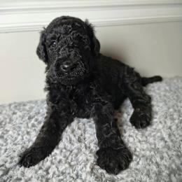Curly - Blue male Poodle puppy in Huntsville, Alabama from Pandora