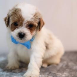 Enzo - White male Cavapoo puppy in Apopka, Florida from Rae Precious Puppies
