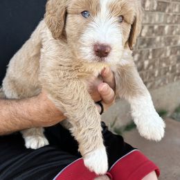 Aussiedoodle Puppies from Royal Paw Aussiedoodles