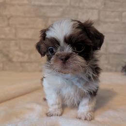 Tate - Liver and white male Shih Tzu puppy in West Pawlet, Vermont from Morgan's Shih Tzus