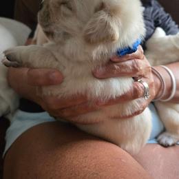 Blue collar - Yellow male Labrador Retriever puppy in Seymour, Tennessee from Pride of the Southland Labs