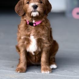 Goldendoodle Puppies from Proudfootdoodles