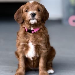 Goldendoodle Puppies from Proudfootdoodles