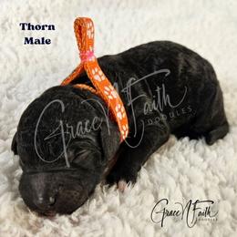 Thorn - Black male Labradoodle puppy in Peyton, Colorado from Grace N Faith Doodles