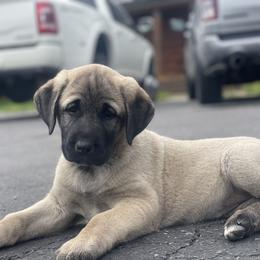 Anatolian Shepherd Dog Puppies from Wild Rooster Family Farm – AKC Anatolian Shepherd Breeder, OFA Health Tested