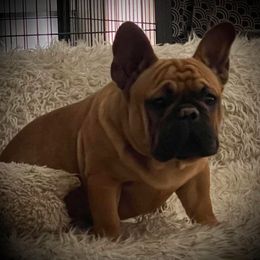 Franco - Fawn male French Bulldog puppy in Victorville, California from Elegancia Vintage Xoloitzcuintle