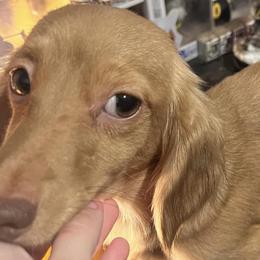 Dachshunds from R&K Dachshunds