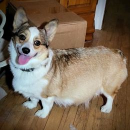 Angel - Pembroke Welsh Corgi