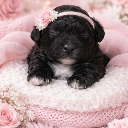 Girl 1 - Black and white female Shihpoo puppy in Hertford, North Carolina from Heaven Sent Shihpoo's