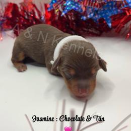 Jasmine - Chocolate and tan female Dachshund puppy in Brandon, Mississippi from A & N Kennels