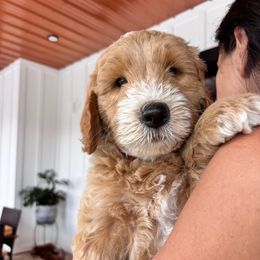 Spooky - Apricot male Goldendoodle puppy in Umatilla, Florida from Darling Doodles