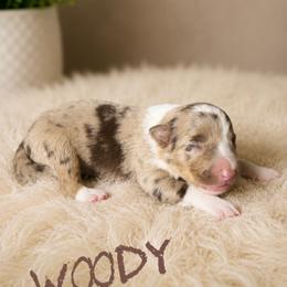 Woody - Red merle male Border Collie puppy in Sanger, California from Flying M Cactus Ranch Buddies