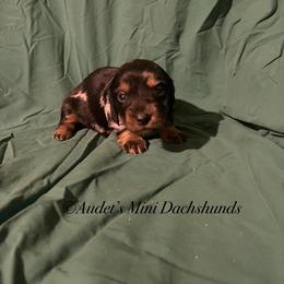 Peaches - Dapple female Dachshund puppy in East Dover, Vermont from Audet’s Mini Dachshunds