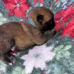 Blue Collar - Fawn male Belgian Malinois puppy in Trenton, Georgia from Laeknir K9