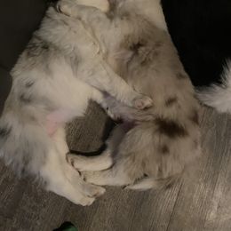 Border Collie Puppies from Phantom Border Collies