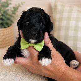 Scout - Black male Goldendoodle puppy in Portland, Tennessee from Happy_Tails_by_TJ