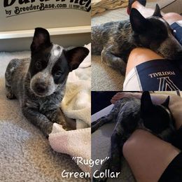 Australian Cattle Dog Puppies from Piney River Cattle Dogs