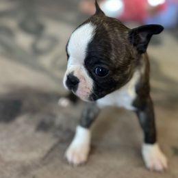 Male 2 - Black brindle and white male Boston Terrier puppy in Powell Butte, Oregon from RVF Boston Terriers