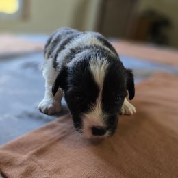 Cardigan Welsh Corgi Puppies from Savage Family Farm