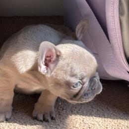 Angle - Blue fawn female French Bulldog puppy in Alabama from Southern Bulldogs
