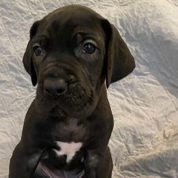 Great Danes from Kielhorn Kennels