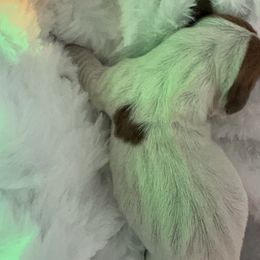 Lovie - Piebald female Dachshund puppy in Clarksville, Virginia from K&C Miniature Dachshunds