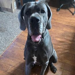 Nala - Blue female Great Dane puppy in Plano, South Dakota from Blue Thunder Danes