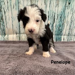 Penelope - Black and white female Sheepadoodle puppy in Blackfoot, Idaho from Son of a Poodle Sheepadoodles