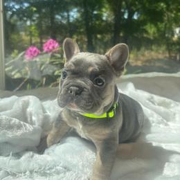Draco - Tricolors male French Bulldog puppy in Salisbury, Maryland from 77 Frenchies Maryland