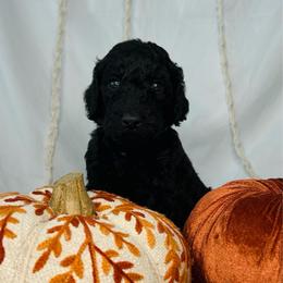 Fudge - Black male Goldendoodle puppy in Cedartown, Georgia from Loyal Doodles
