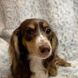 Peaches - Chocolate and cream female Dachshund puppy in Pacific, Washington from Han&Jan Doxie’s