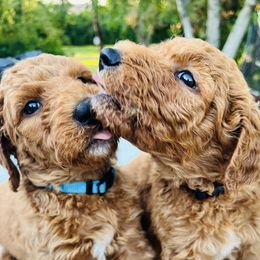 Goldendoodles from Someracres Goldendoodles