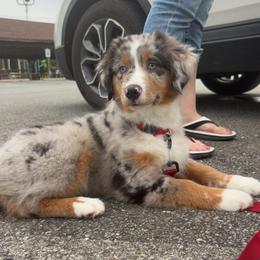 Red collar - Blue merle male Miniature American Shepherd puppy in Hurt, Virginia from Sweet Prada's Farm