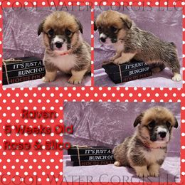 Raven - Red female Pembroke Welsh Corgi puppy in Kiowa, Colorado from Cool Water Corgis LLC