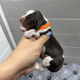 Orange girl - Tri-Roan female English Springer Spaniel puppy in Fairfield, California from Goldridge Springers