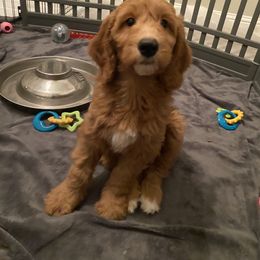 Goldendoodle Puppies from BB Doodles