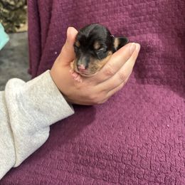 Noodles - Black and tan female Dachshund puppy in Clovis, New Mexico from ODell's Dachshunds