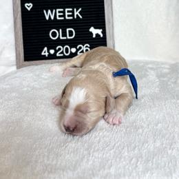 Crush - Yellow and white male Bernedoodle puppy in Sparrows Point, Maryland from Rosie’s Puppies