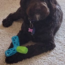 Australian Labradoodle All Grown Up from Lazy Mountain Labradoodles